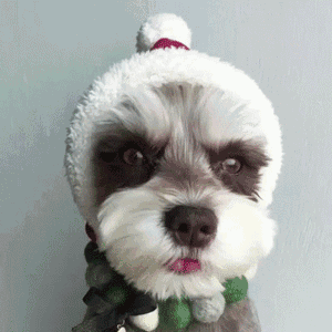 什么品种的狗爱干净