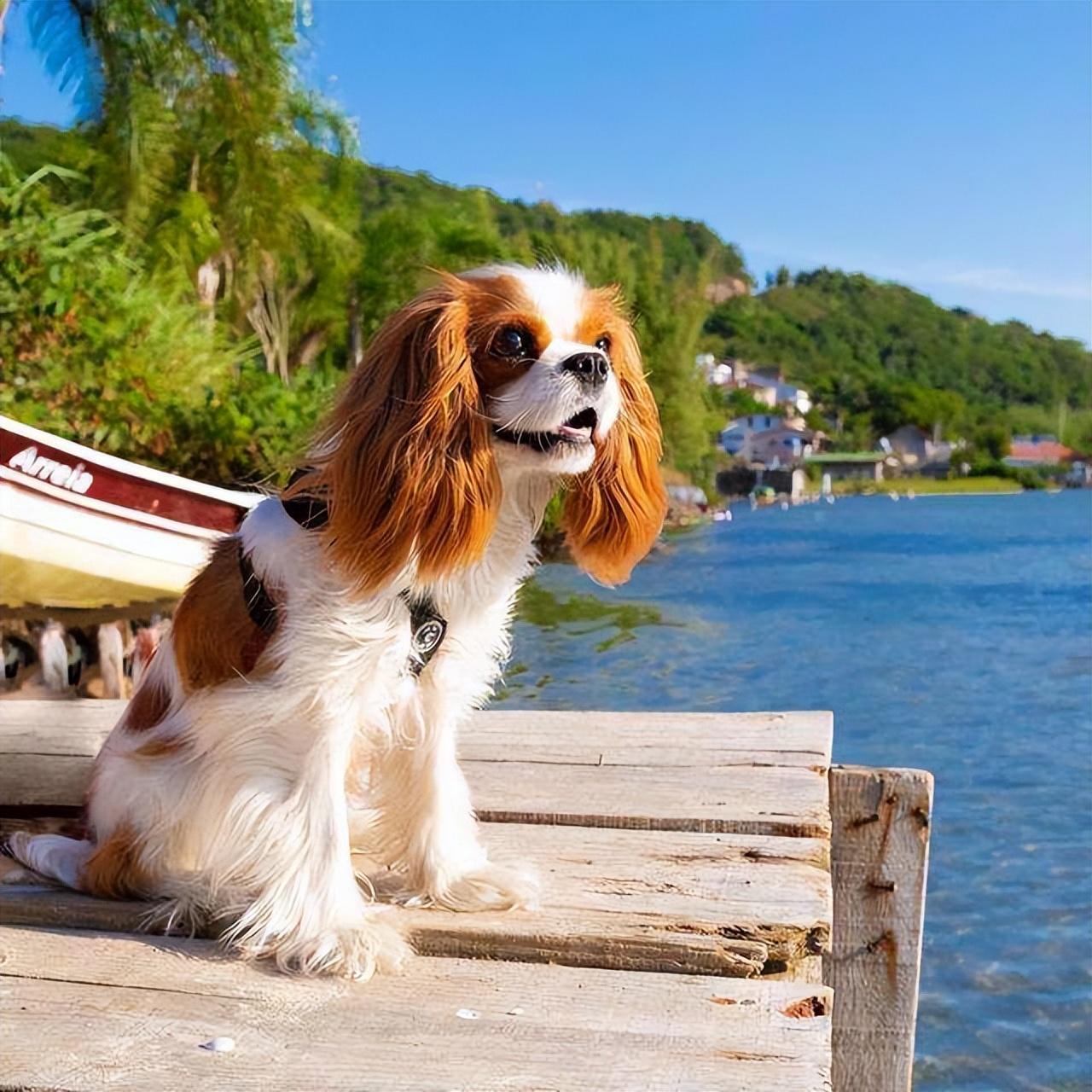 不建议养查理王小猎犬