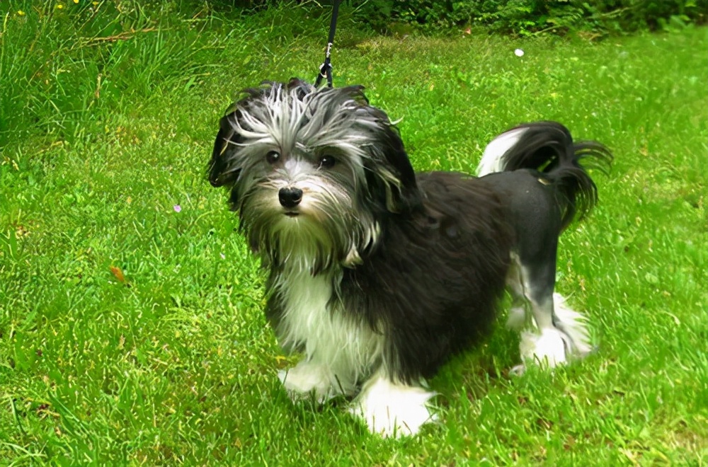 宠物配种多少钱