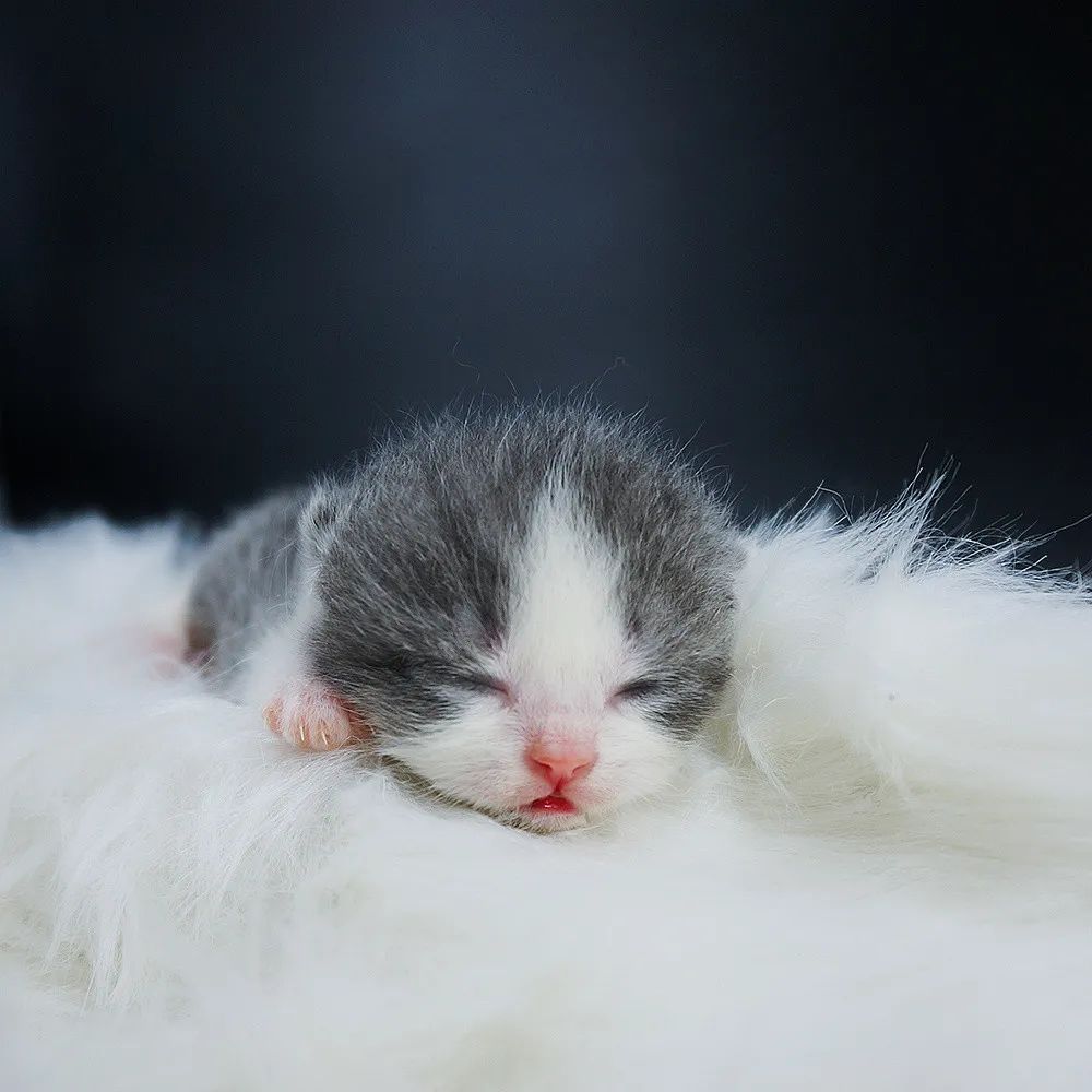 大猫生了小猫没有奶水怎么办