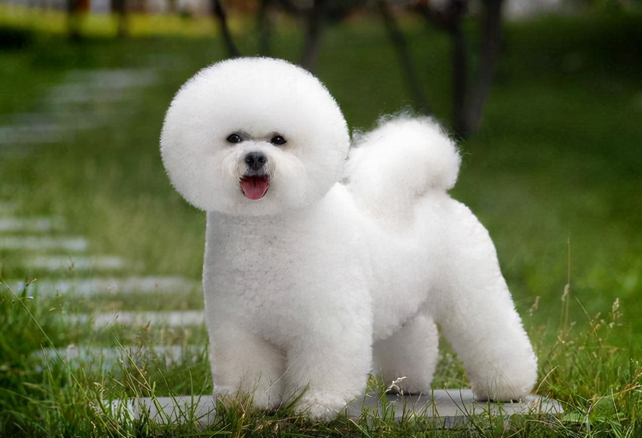 白色狗狗种类名称