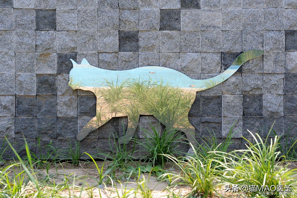 猫中毒的症状有哪些