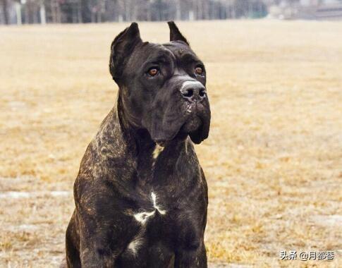 意大利卡斯罗品种狗什么价格