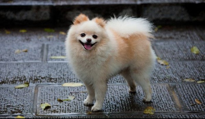 日本狐狸犬图片