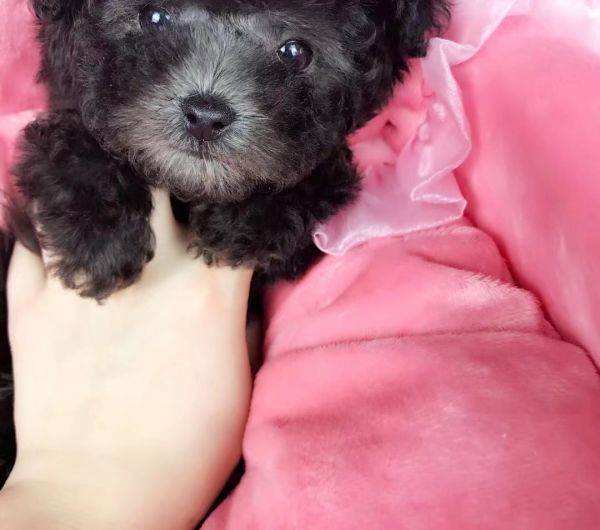 正宗灰色泰迪犬图片