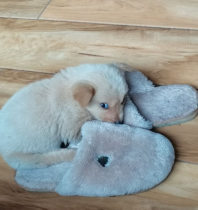 小土狗小时候的照片