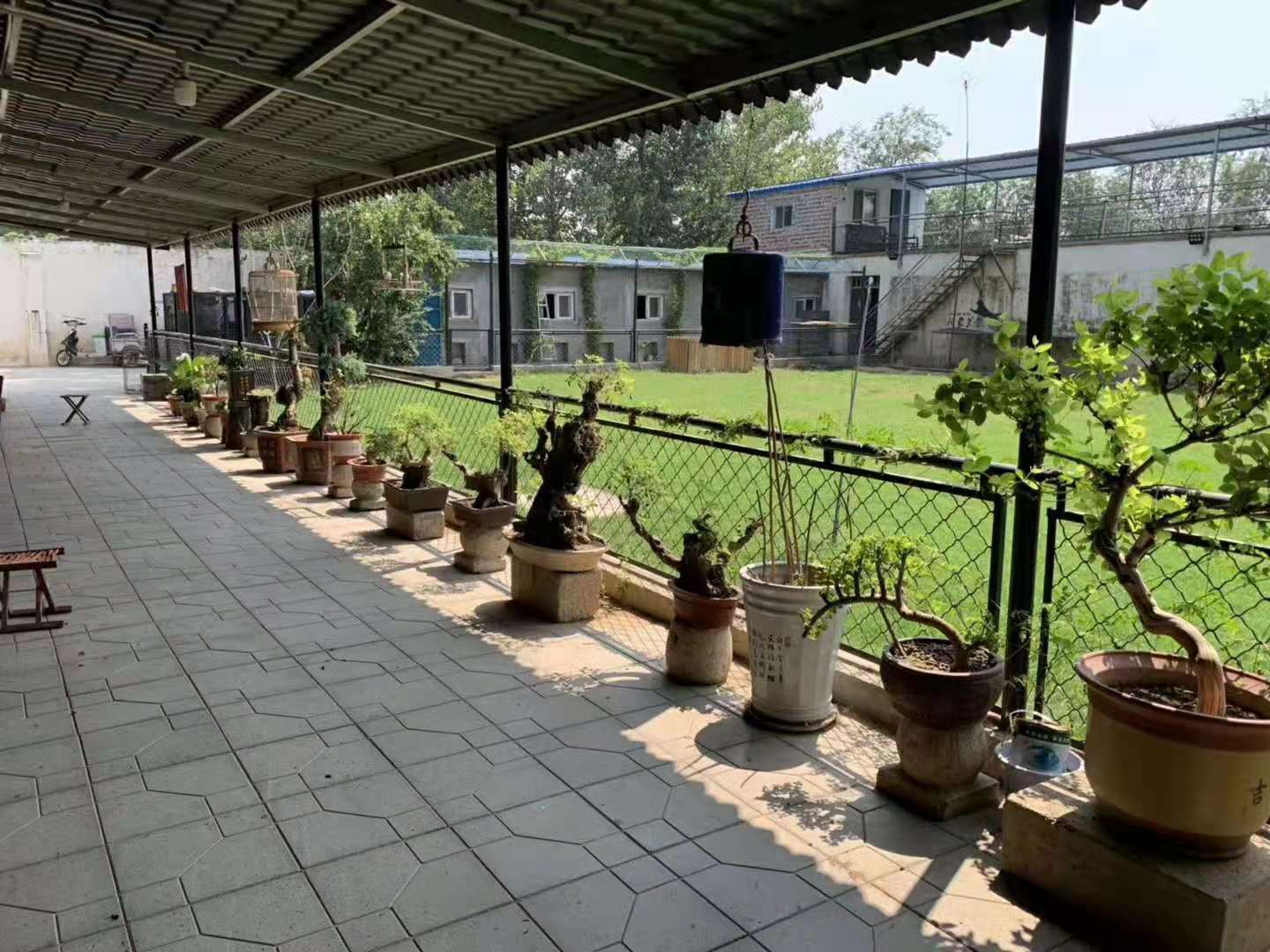 中国马犬哪里的好