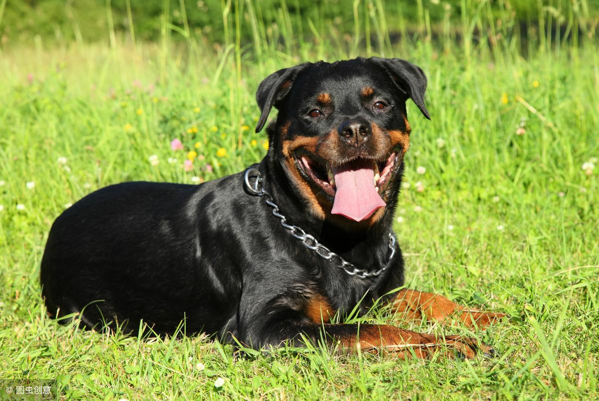 护卫犬养什么狗最好
