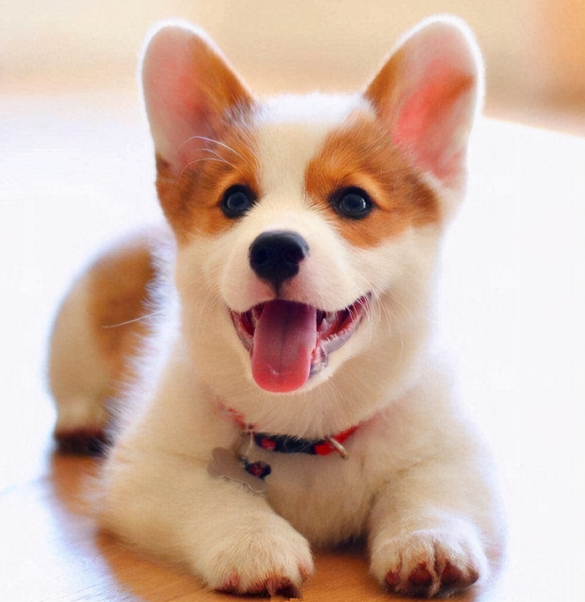 北京柯基犬多少钱一只