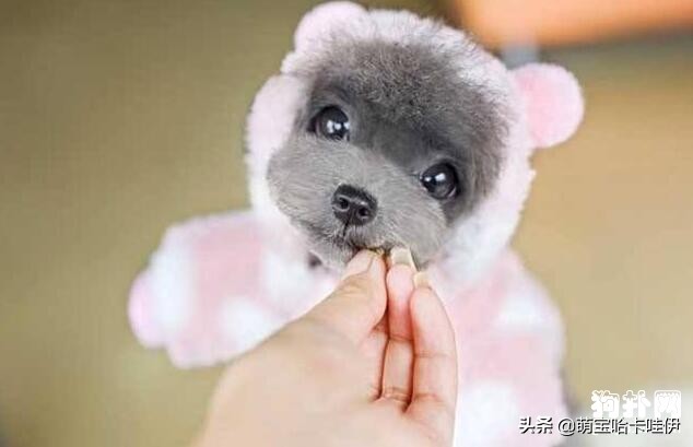 迷你茶杯犬好养吗