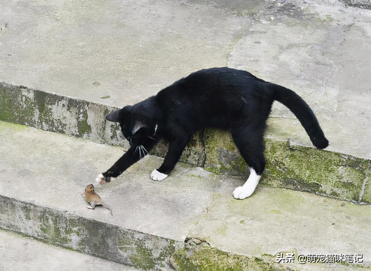 中国狸花猫品种