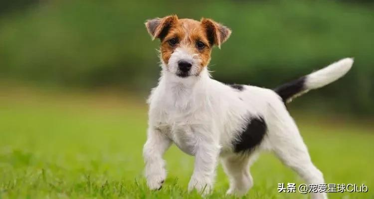 纯种杰克罗素梗犬多少钱一只