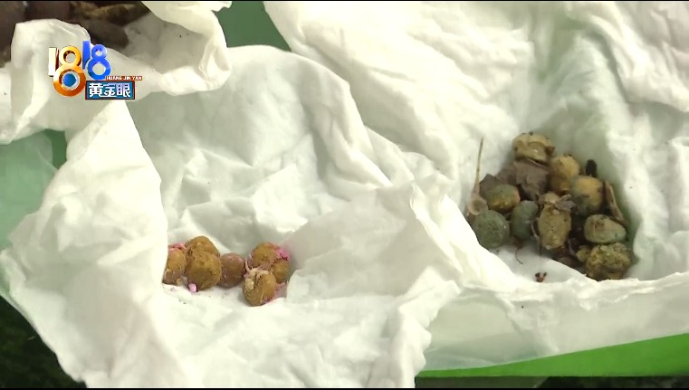 关于流浪猫的新闻