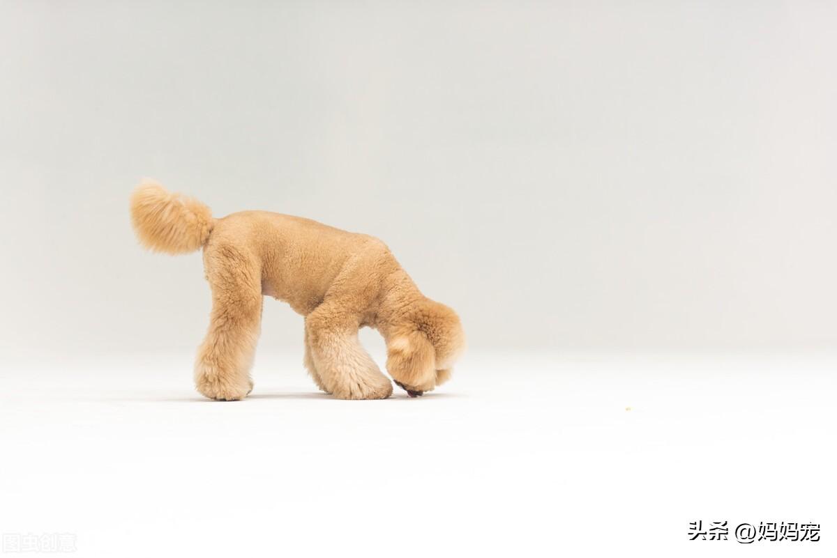 纯种巨型贵宾犬多少钱一只