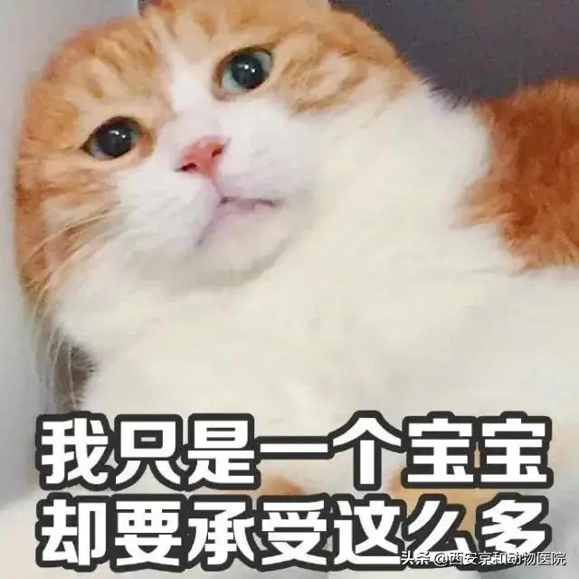 宠物猫需要做绝育吗