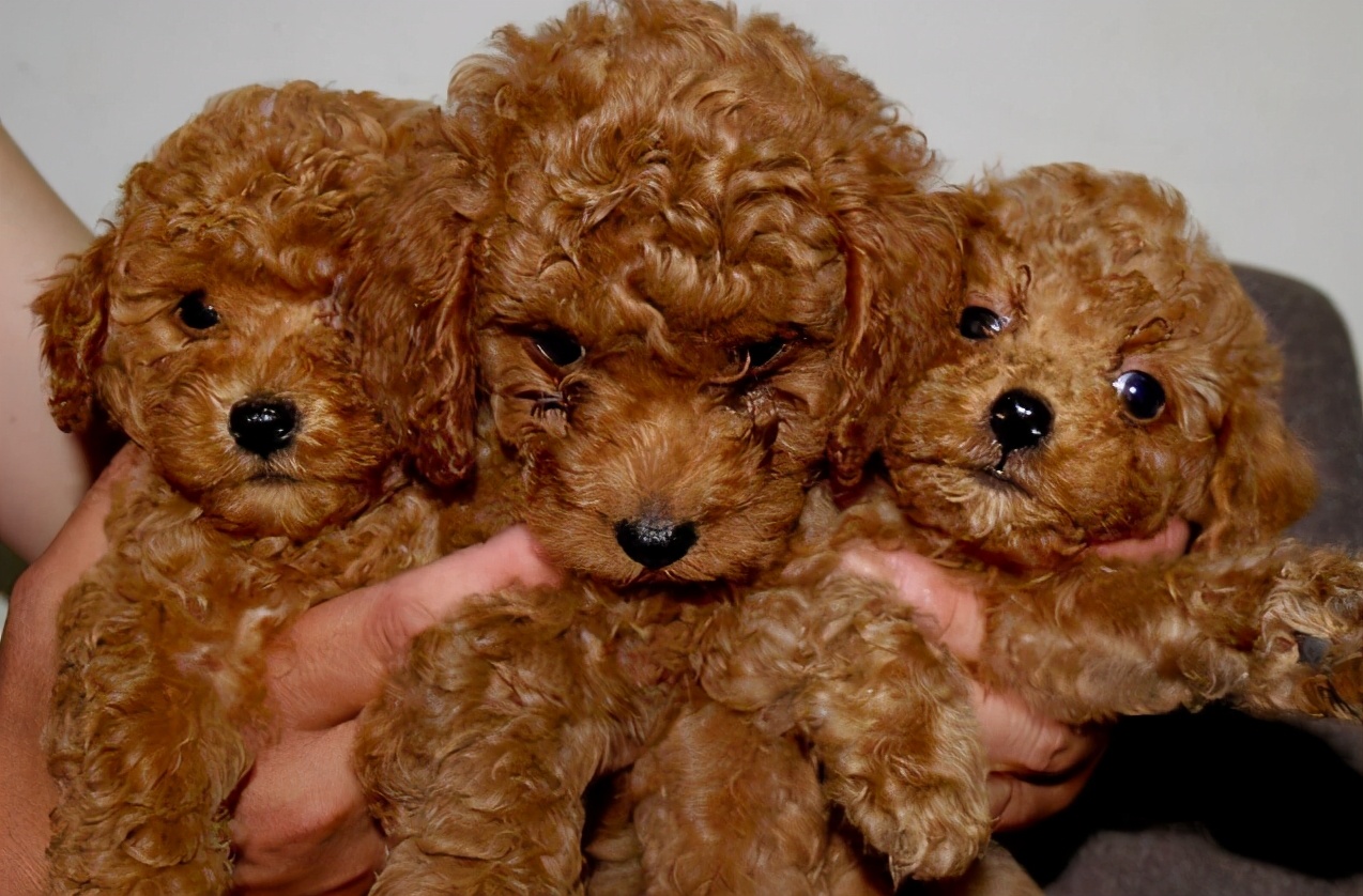 怎么判断是不是泰迪狗