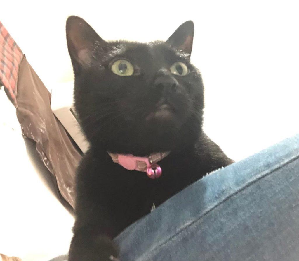 2个月小猫咪吃什么食物合适