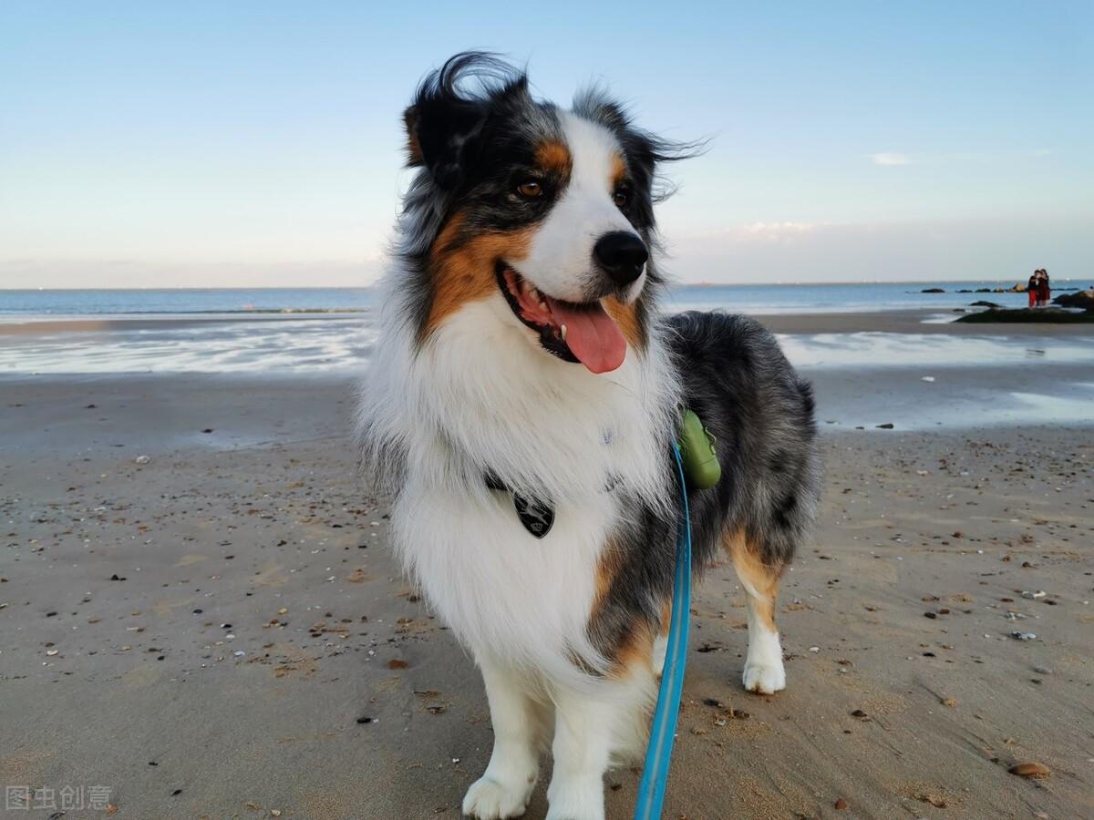 适合女生上班族养的狗(独居女生新手第一次养什么狗好