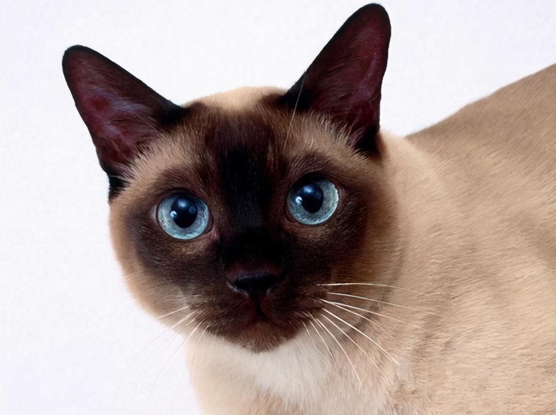 养暹罗猫的禁忌