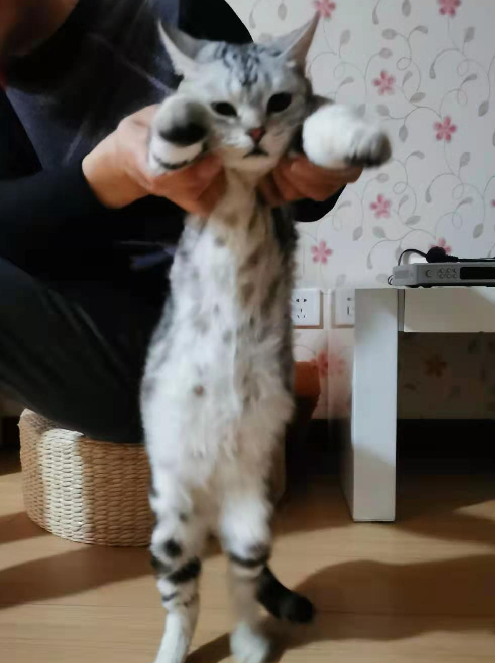 猫怀孕多少天能下小猫