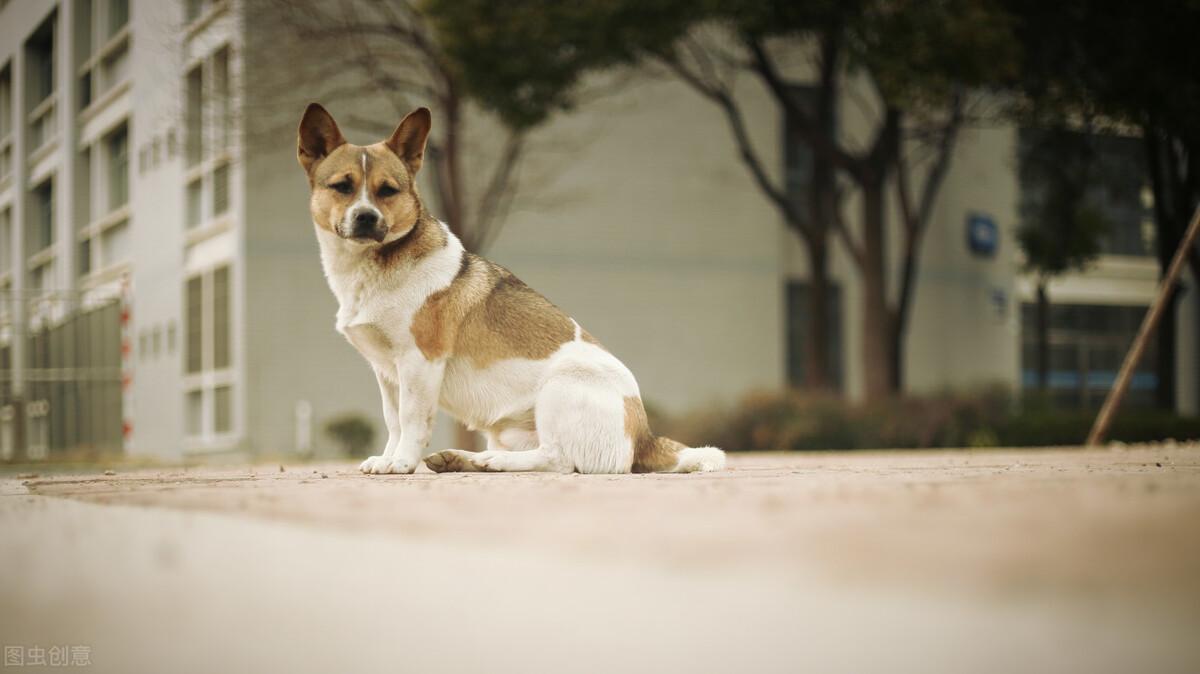适合家养的宠物