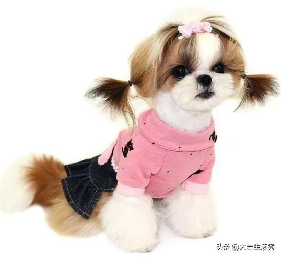 坐月子家里可以养猫吗