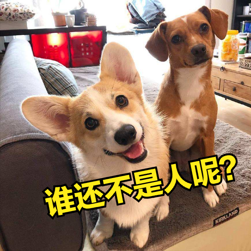 狗狗这些表现是把自己当人了