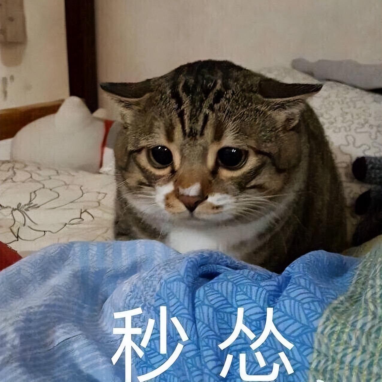 波斯猫多少钱一只
