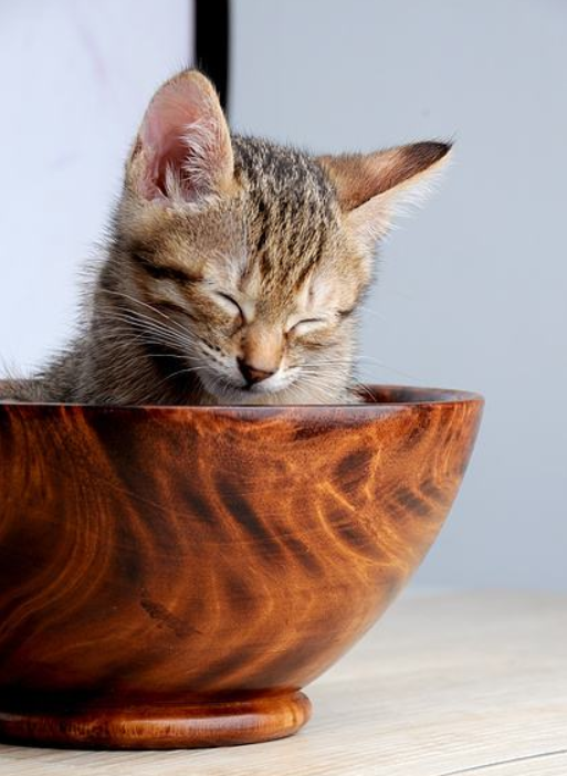 入门级自制猫饭食谱