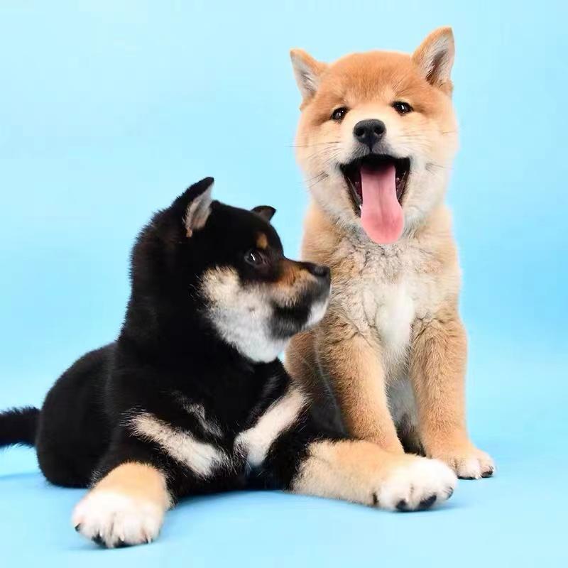 日本柴犬价格多少钱一只