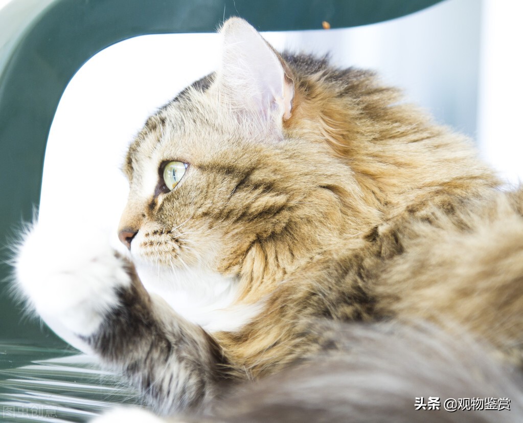 坐什么车可以带宠物猫