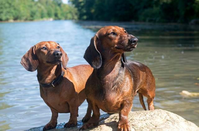 腊肠犬为什么禁养