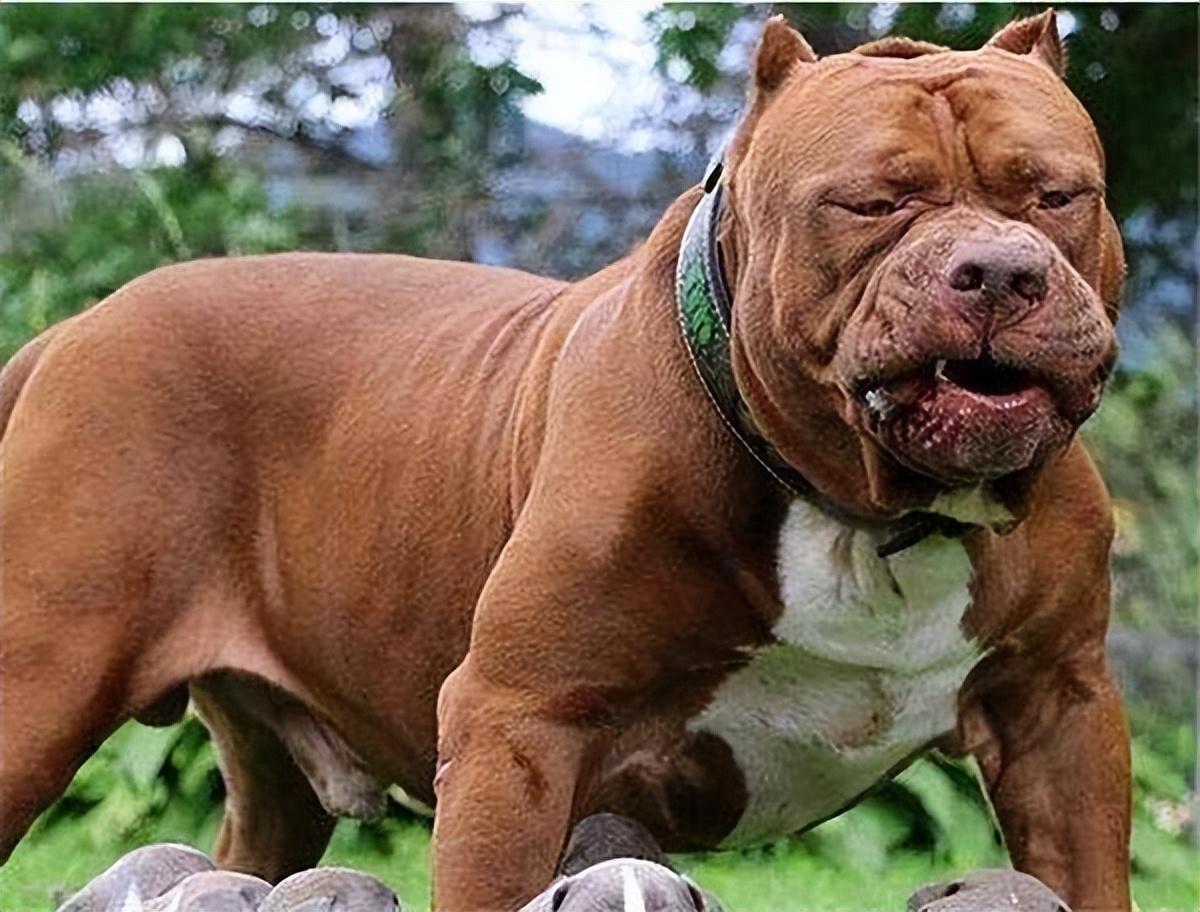 斗犬有哪些品种好的狗