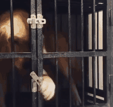 金毛狗狗好养吗