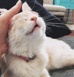 摸猫哪里他会开心