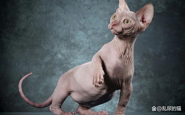 比鲁斯猫价格多少钱一只