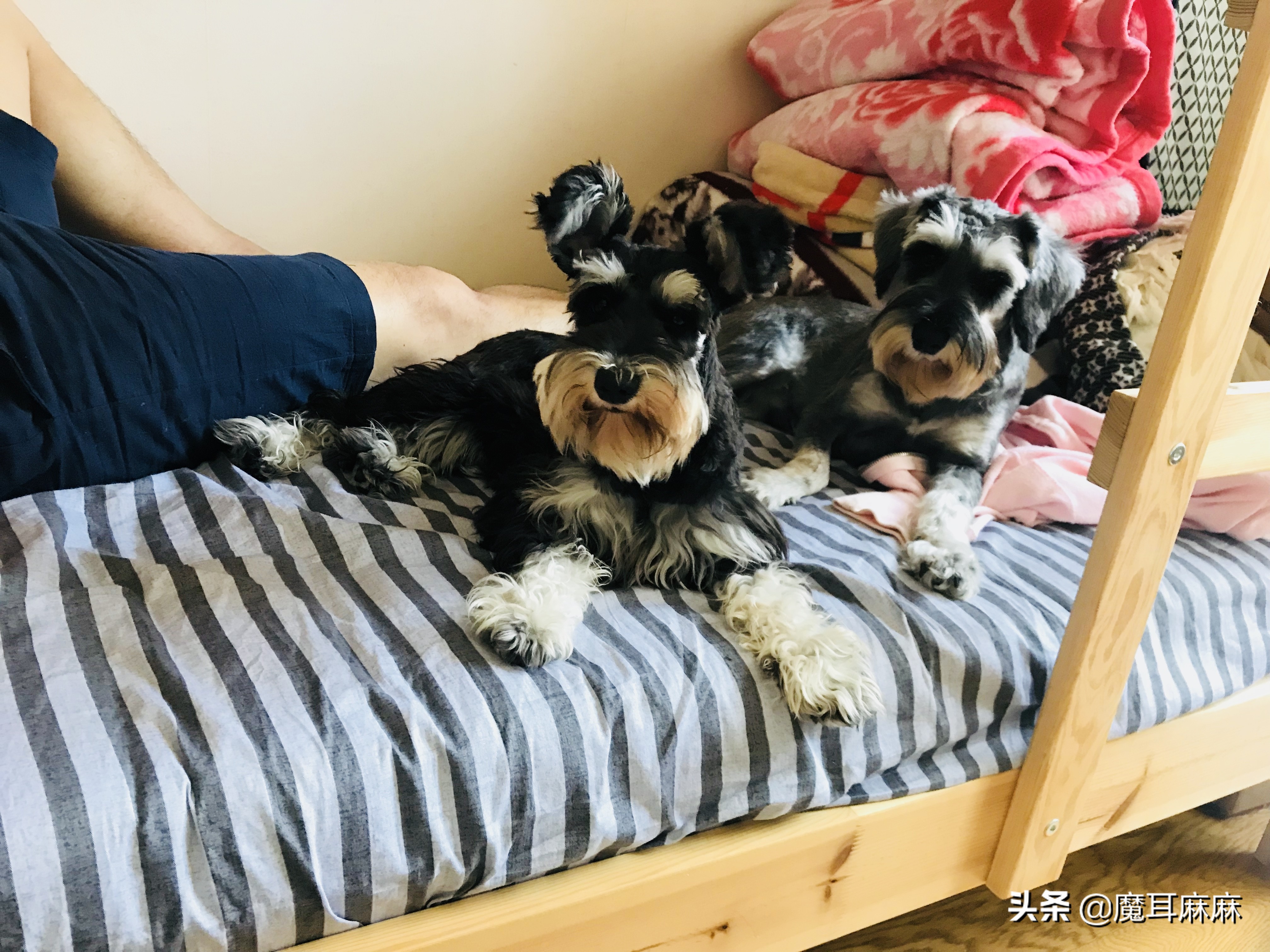 在家如何制作狗食