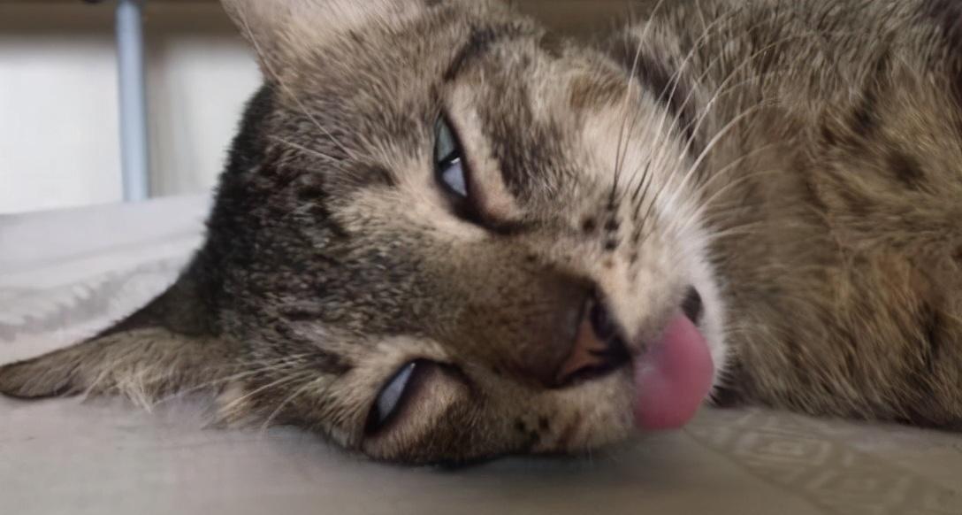 猫哼哧哼哧 一抽一抽的怎么治