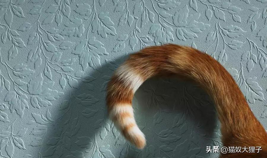 猫怎样多次摇尾巴
