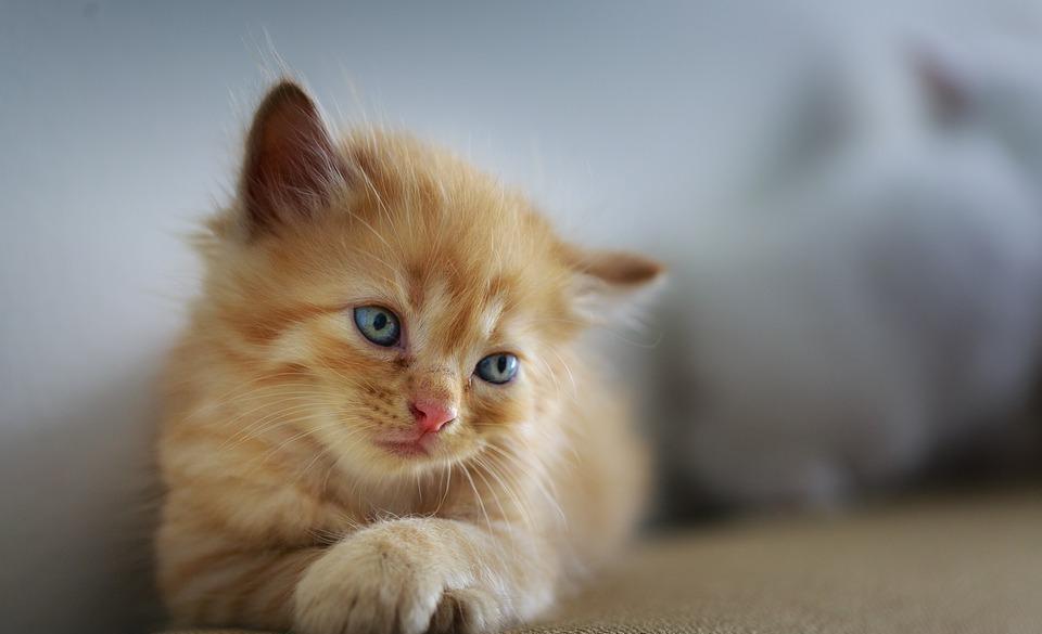 公猫端母猫 一端一哎哟是啥意思