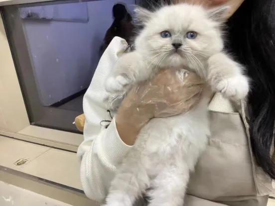 猫咪肚子大是什么原因