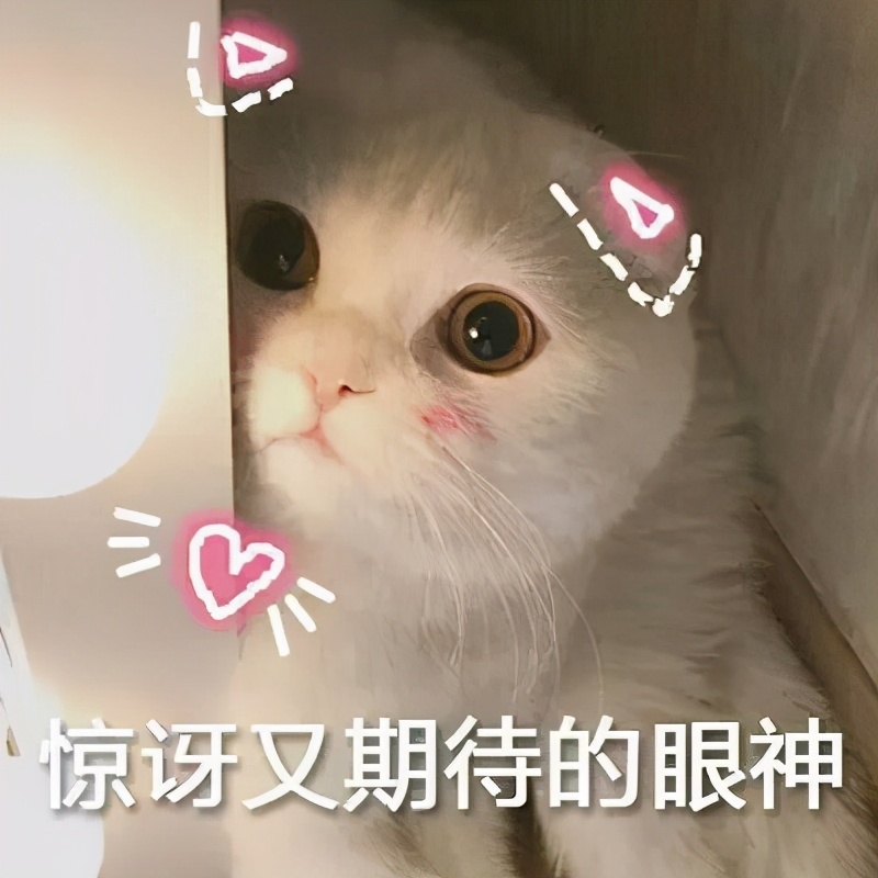 水獭猫可以治什么病