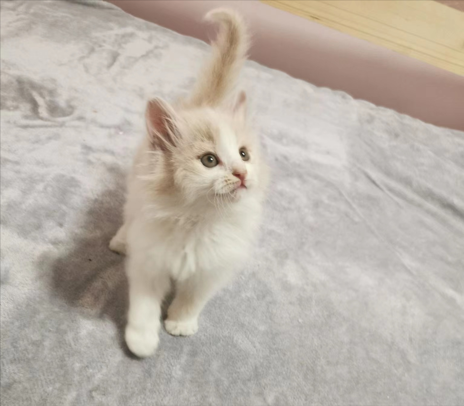 家猫和宠物猫的区别