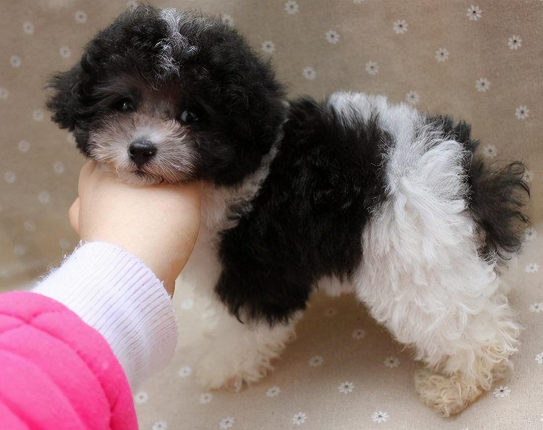 泰迪狗名叫什么好听