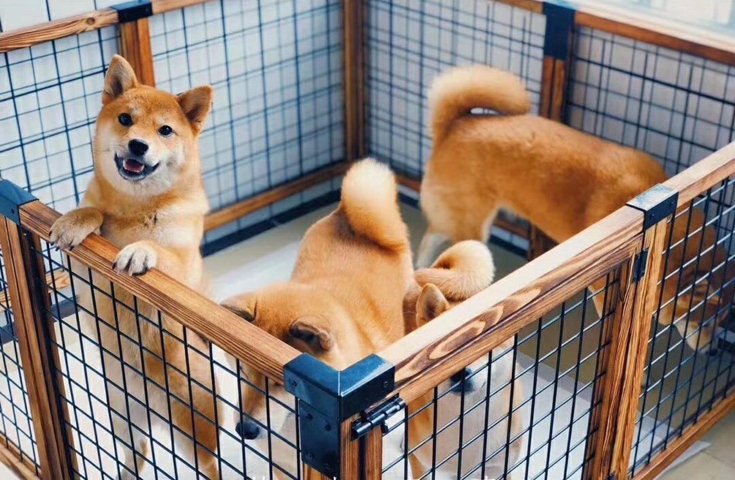 新手怎么养小狗