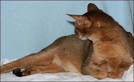 猫羊水破了多久生