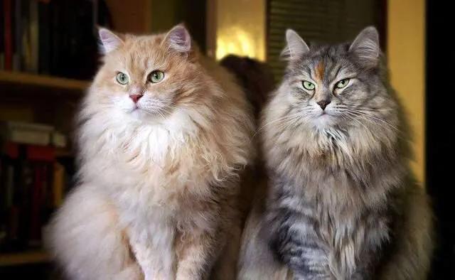 俄罗斯的猫被制裁