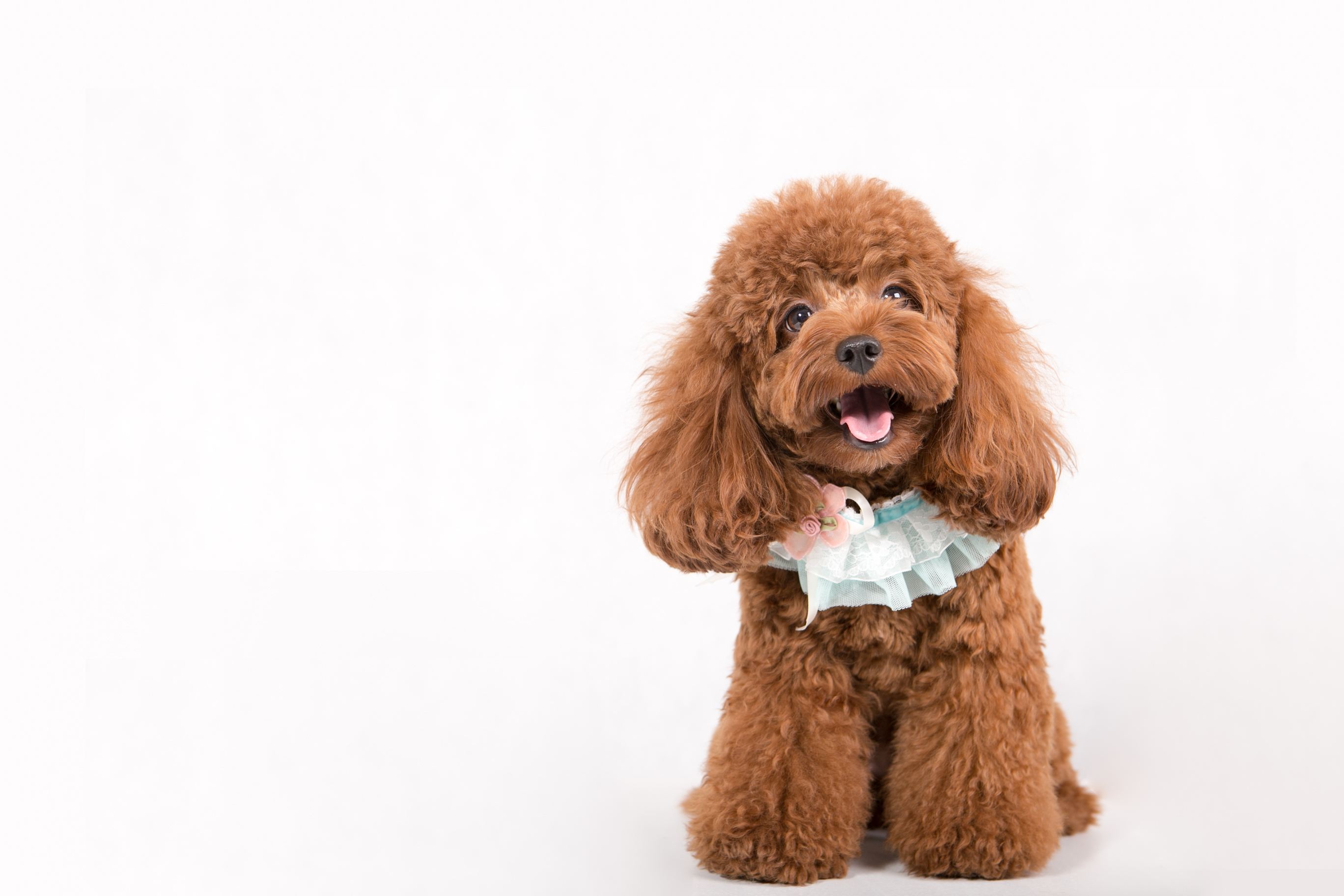 泰迪多大开始变乖了