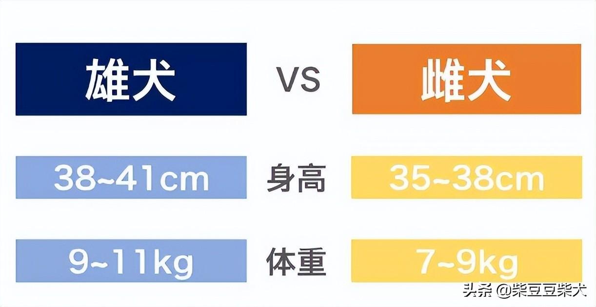 3个月的柴犬一般多重