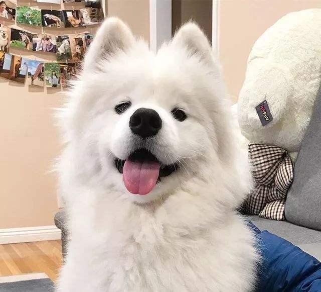 萨摩耶图片幼犬图片